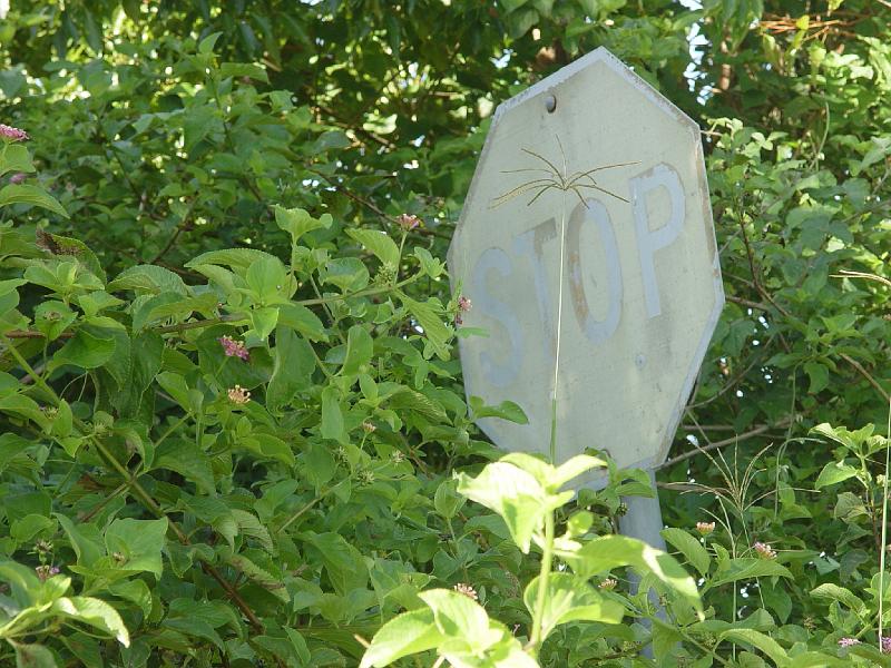 ghinni 022-coopernook.jpg
